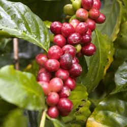 koffieplant met koffiebessen
